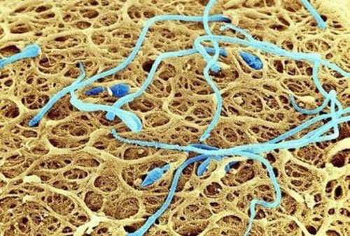 放大1000万倍的精子和受精的过程