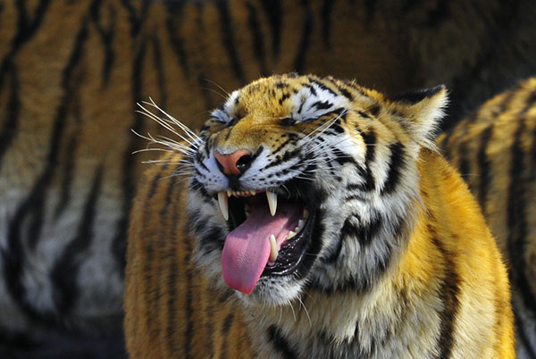 职场相处,怎么对付笑面虎的上司