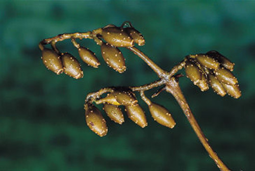 古代九大毒药,送给你不爱你的人