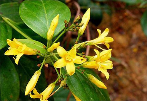 古代九大毒药,送给你不爱你的人