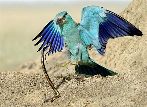 古代九大毒药,送给你不爱你的人