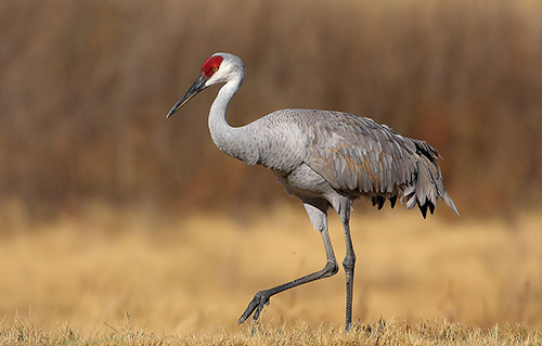 古代九大毒药,送给你不爱你的人