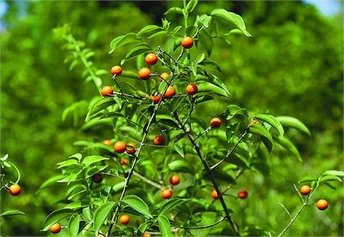 古代九大毒药,送给你不爱你的人