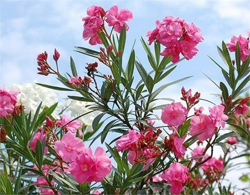 古代九大毒药,送给你不爱你的人