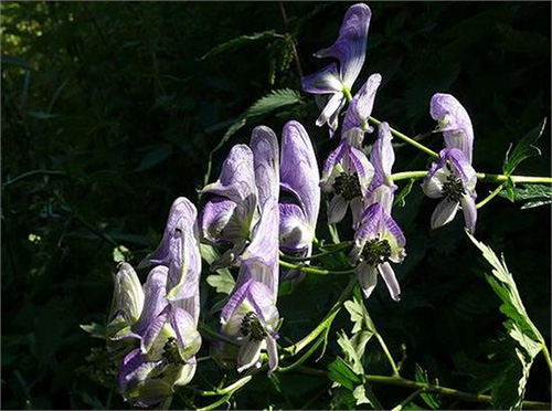 古代九大毒药,送给你不爱你的人