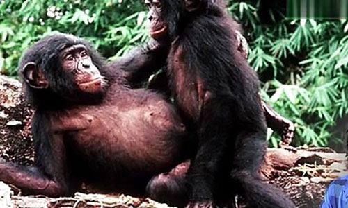 少女少妇的区别,看得懂证明你是少妇