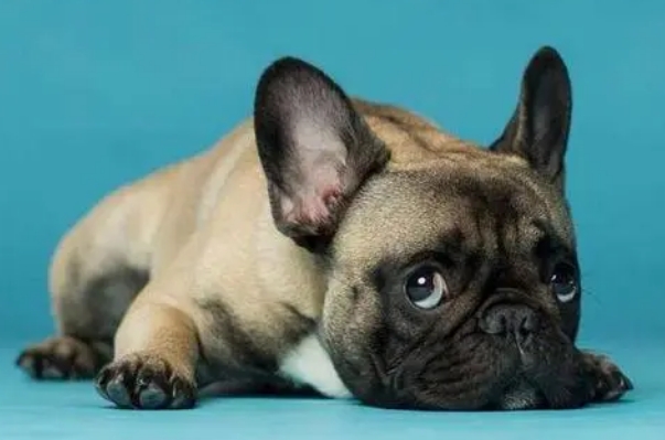 反鸡汤语录英文版