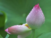 描写荷花的散文欣赏:出淤泥而不染的仙子