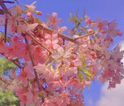 描写樱花的散文欣赏:淡雅柔和的仙子