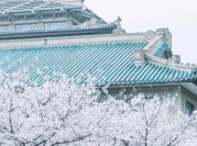 描写武大樱花的散文:樱花三月下武大