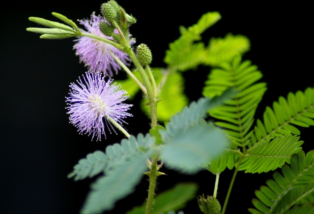 描写含羞草的散文600字:未语人先羞