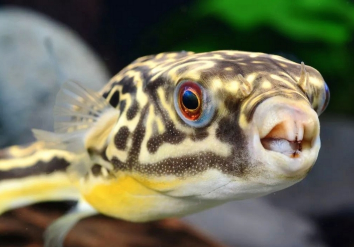 心灵鸡汤故事背后的真相