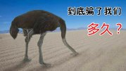 鸵鸟为什么遇危险就把头埋沙子里?