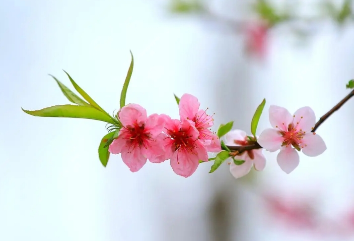 描写桃花的散文600字