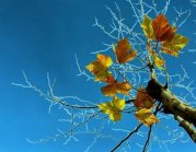 描写秋雨梧桐的散文:寂寞梧桐深院锁清秋