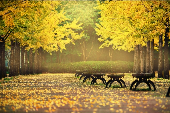 写银杏叶的唯美散文