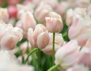 描写郁金香的唯美散文,荷兰的花中之王