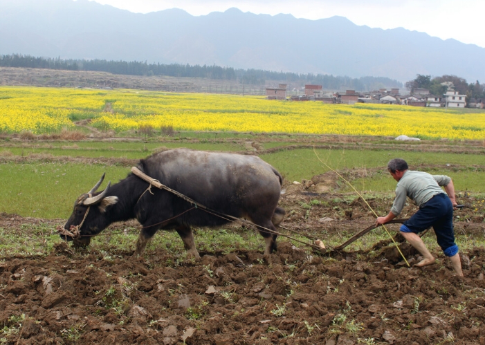 关于描写春耕的散文