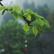 清明美文欣赏:清明雨,清明的诗