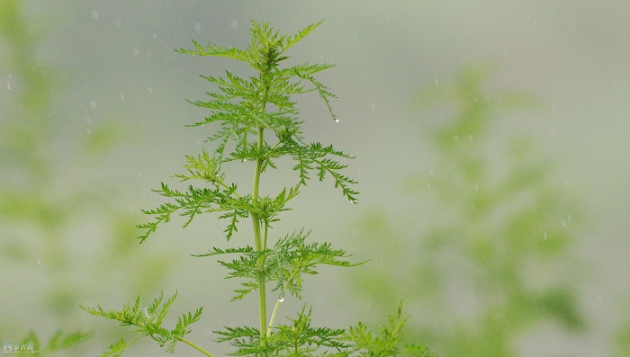 春天美文欣赏:青蒿素影,蒌蒿之美