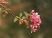 关于描写海棠花的散文:海棠花语