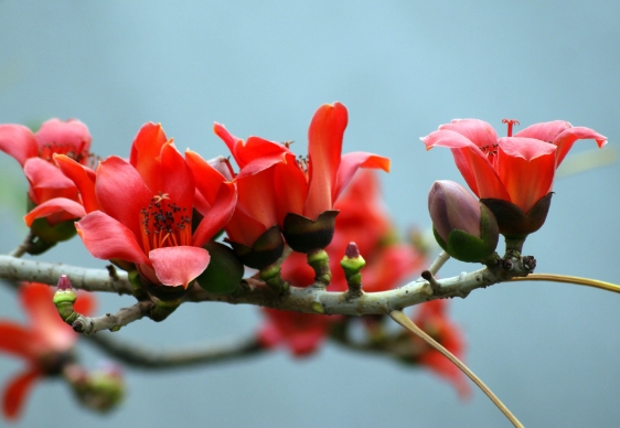 写木棉花的美文欣赏：英雄之花，红透羊城